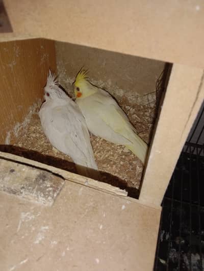 Price pr pice ha Cockatiel hand tamed chicks eno or common white