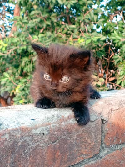 Persian cat
