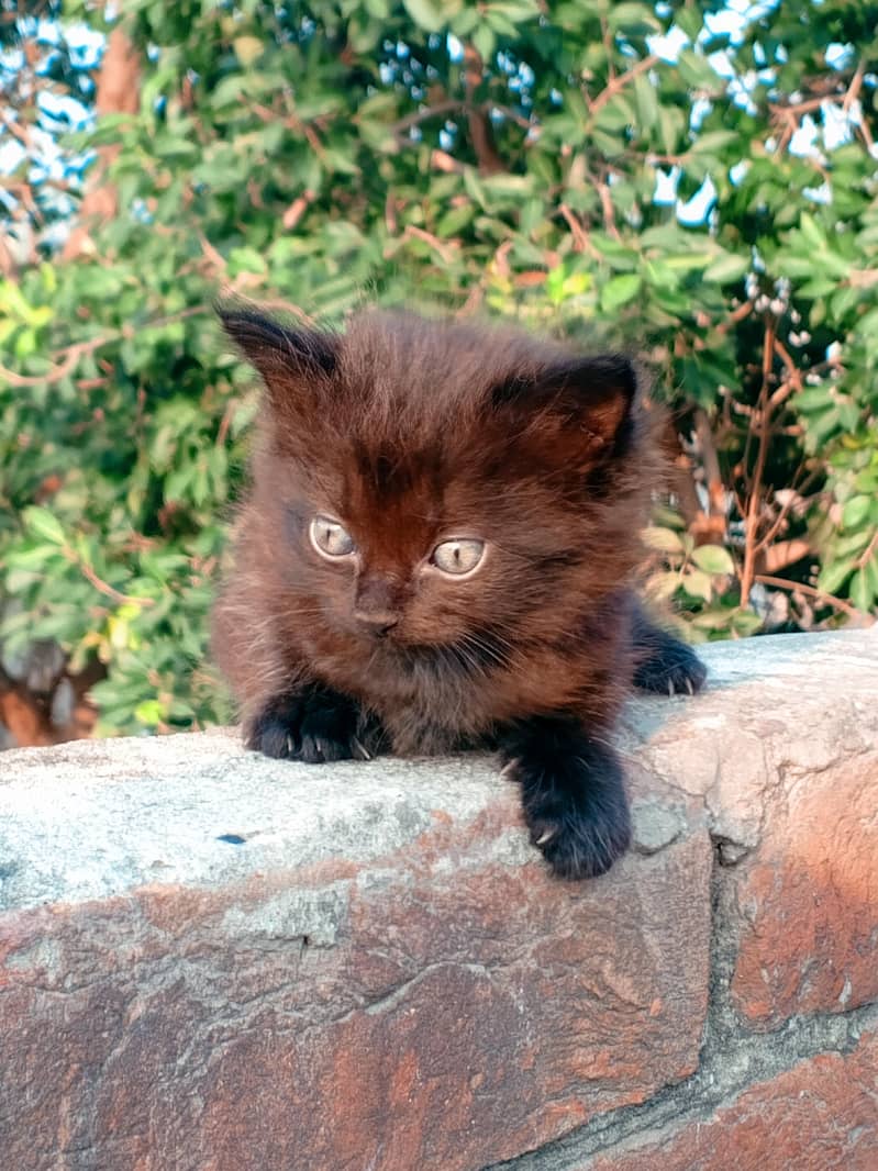 Persian cat 0