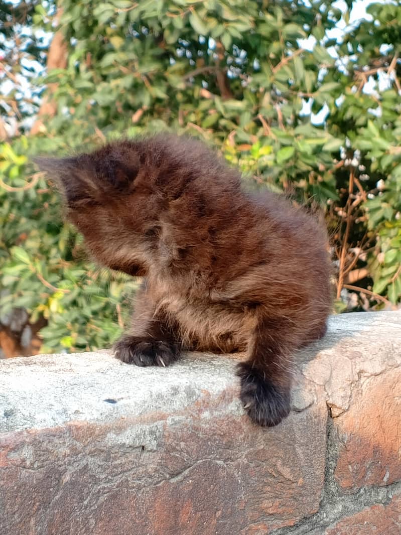 Persian cat 1