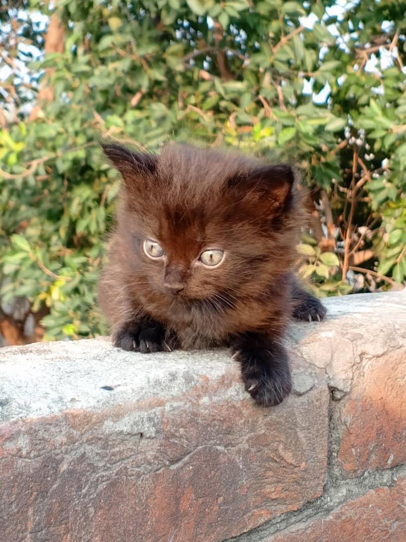 Persian cat 2