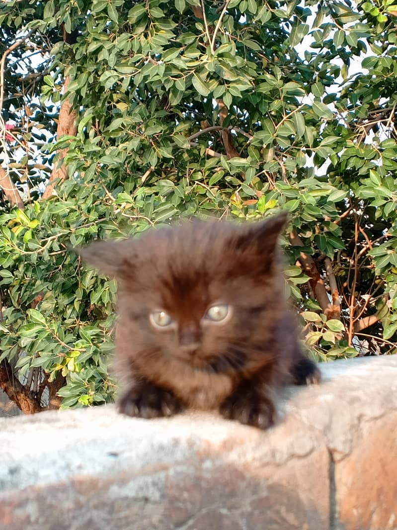 Persian cat 3