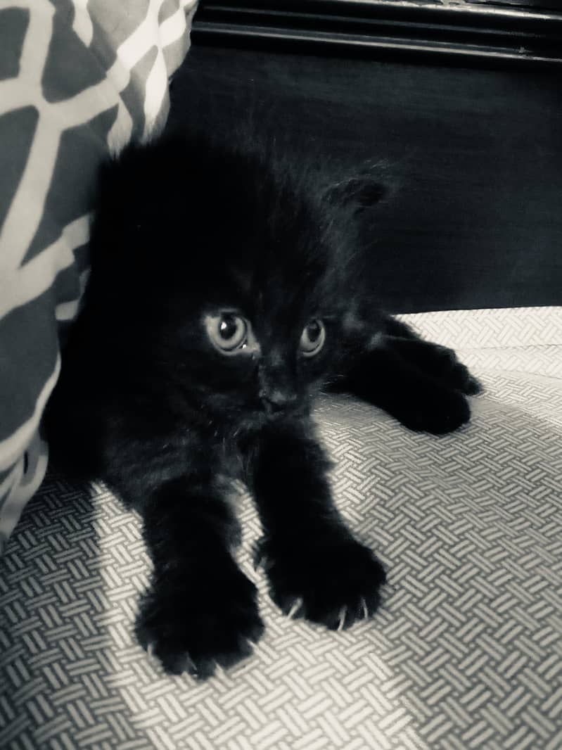 Persian cat 4