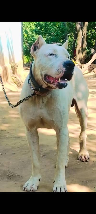 dog for exchange axhi breed ka dog ho