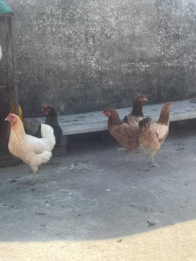 golden misri stater murghiya available fresh starter