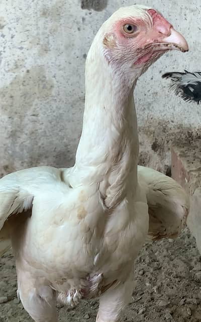 PURE HEERA MADi FOR SALE