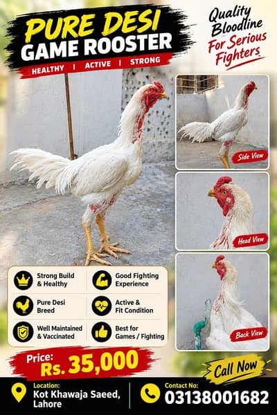 Pure Desi Game Rooster for Sale | Lahore