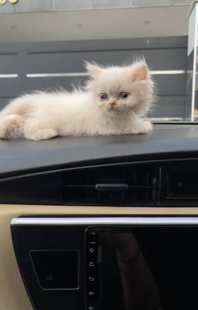 Persian kittens