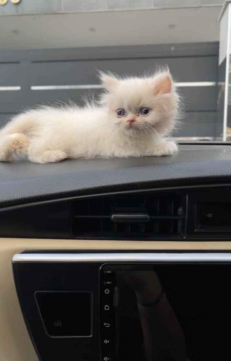 Persian kittens 0