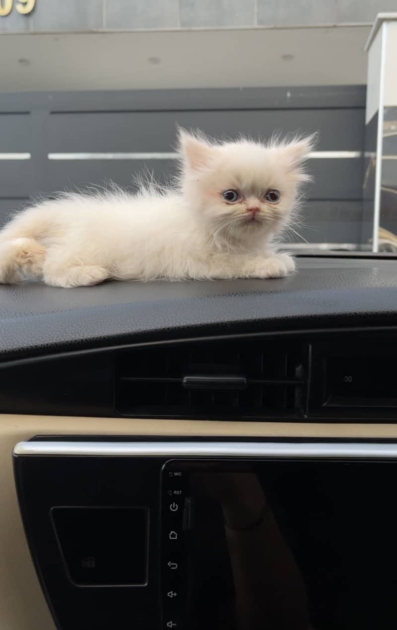 Persian kittens 1