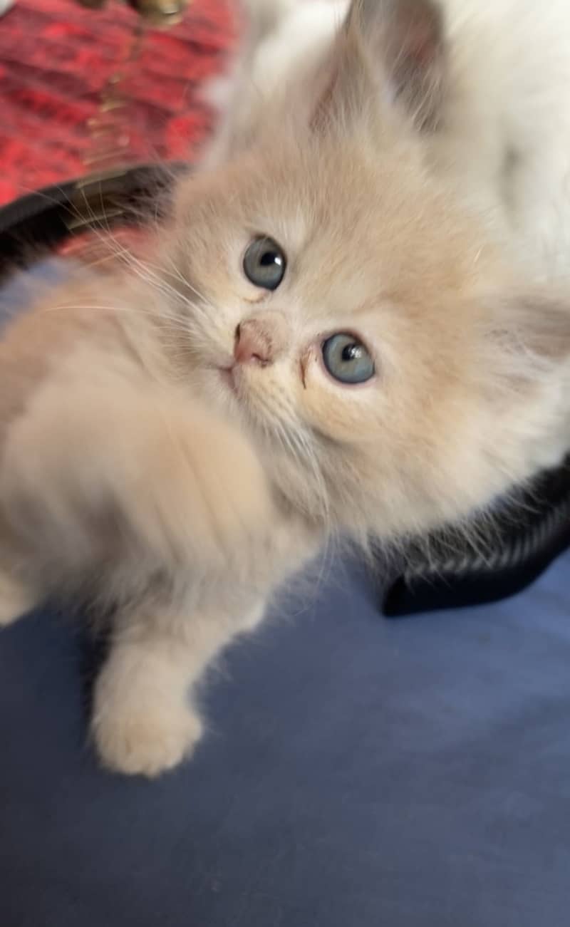 Persian kittens 5