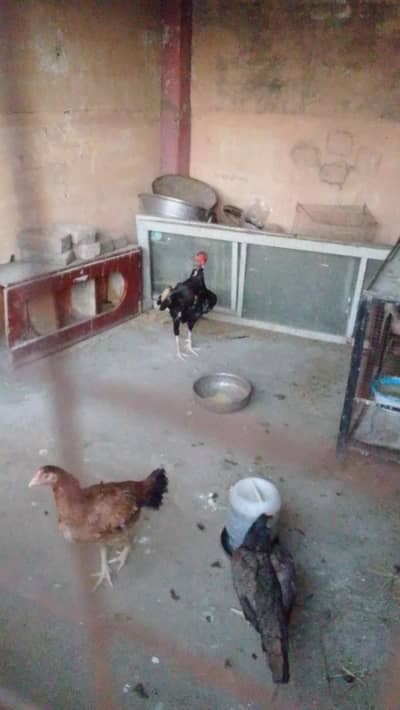 aseel java shamo urgent sale only message don't call