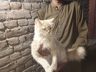 cream Persian for sale