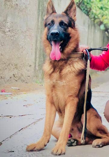 german shaperd pet dog