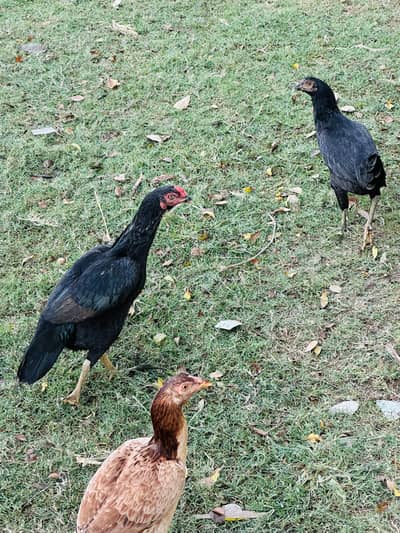 Hens for Sale
