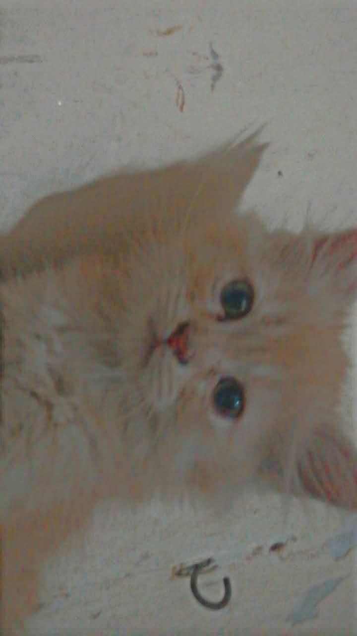 cute kitten 0