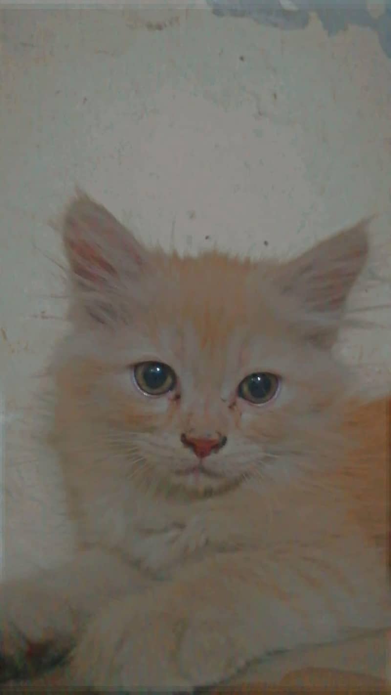 cute kitten 1