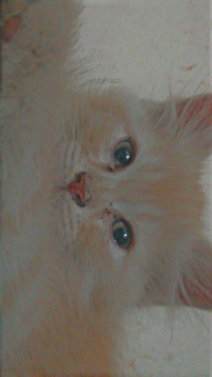 cute kitten 2