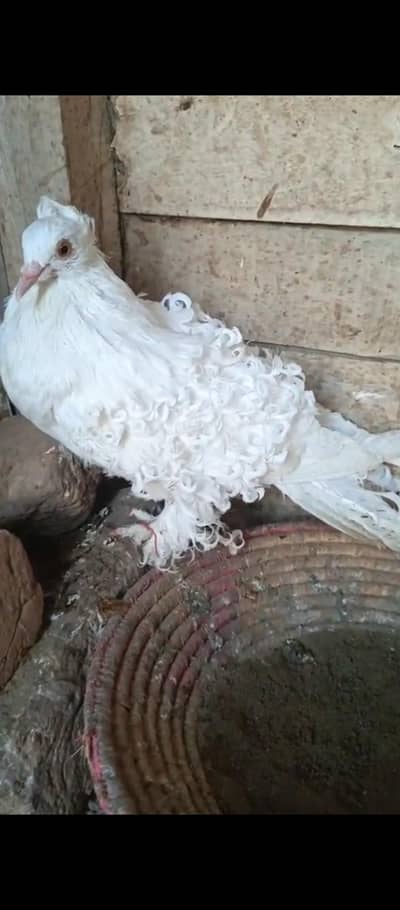 pigeon