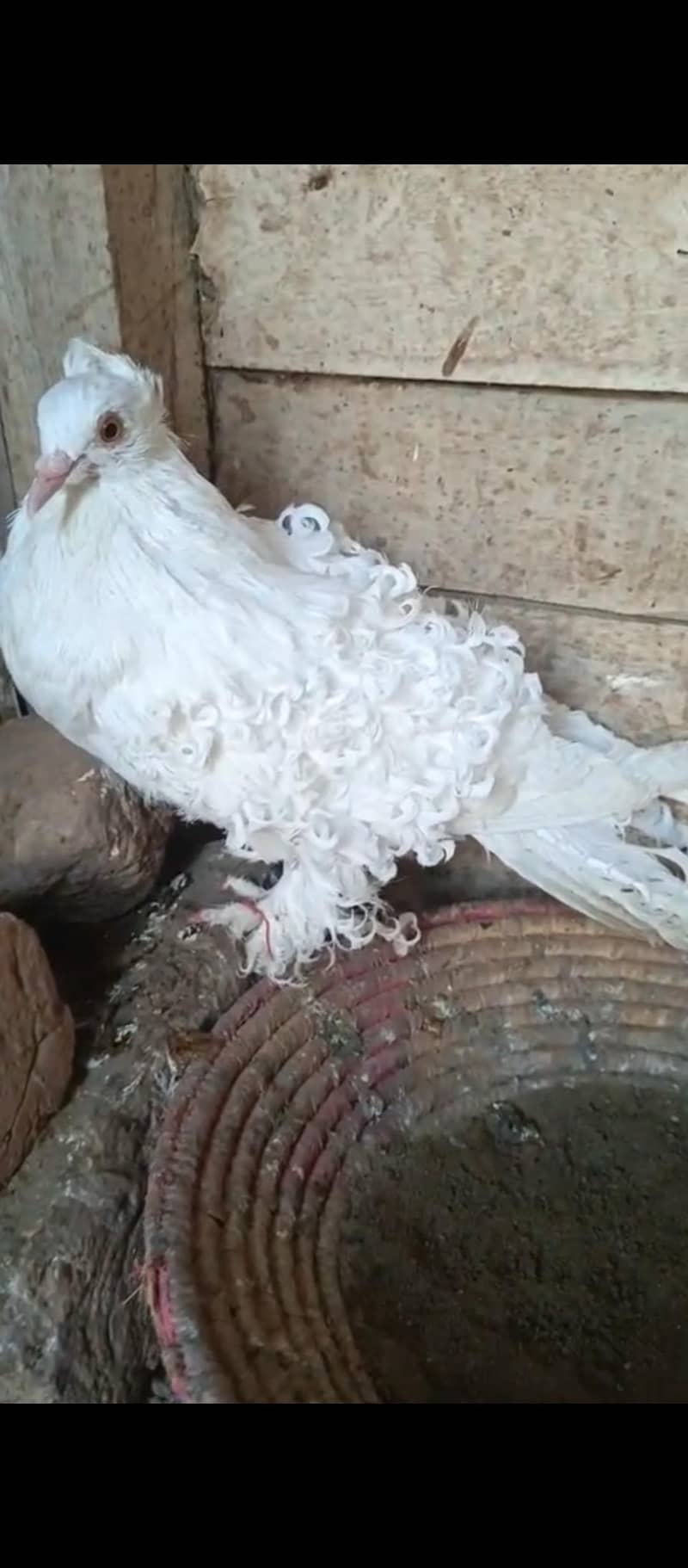 pigeon 0