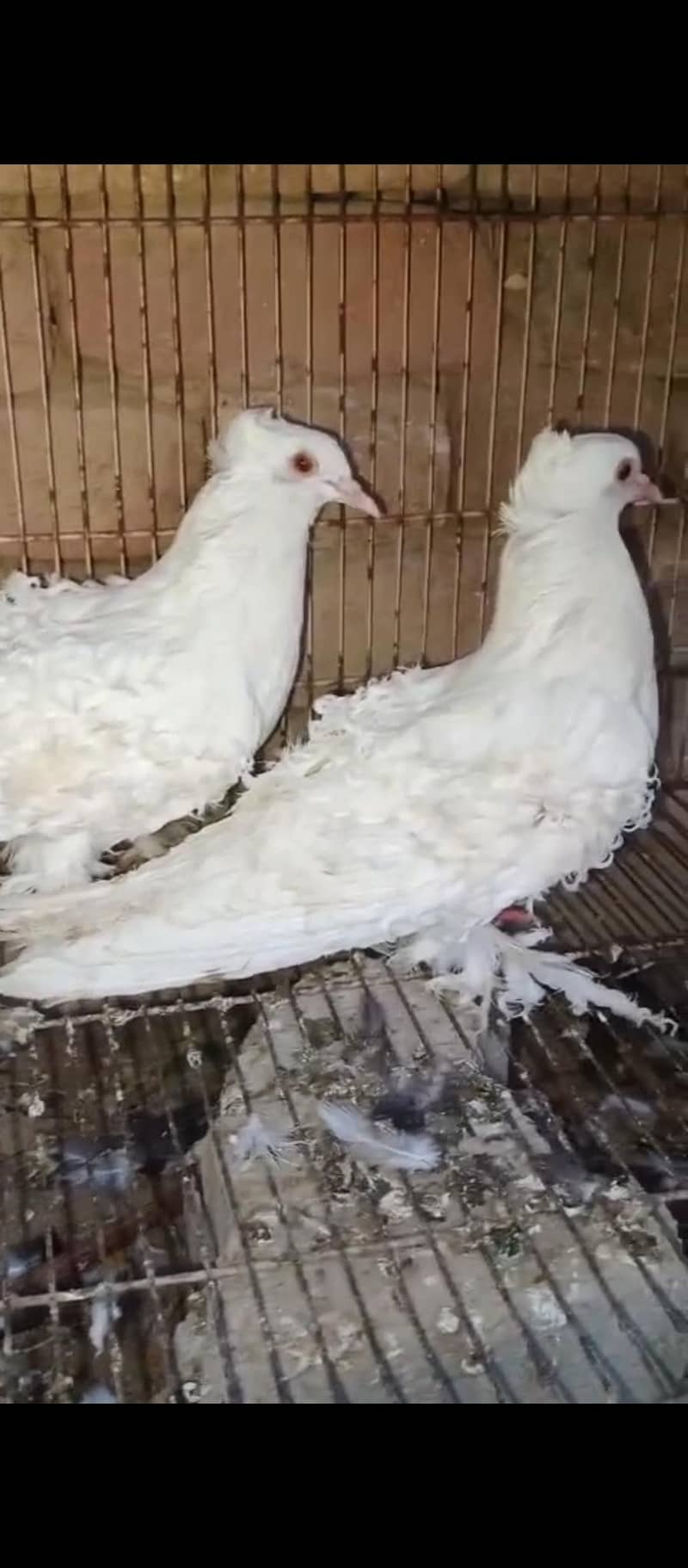 pigeon 3