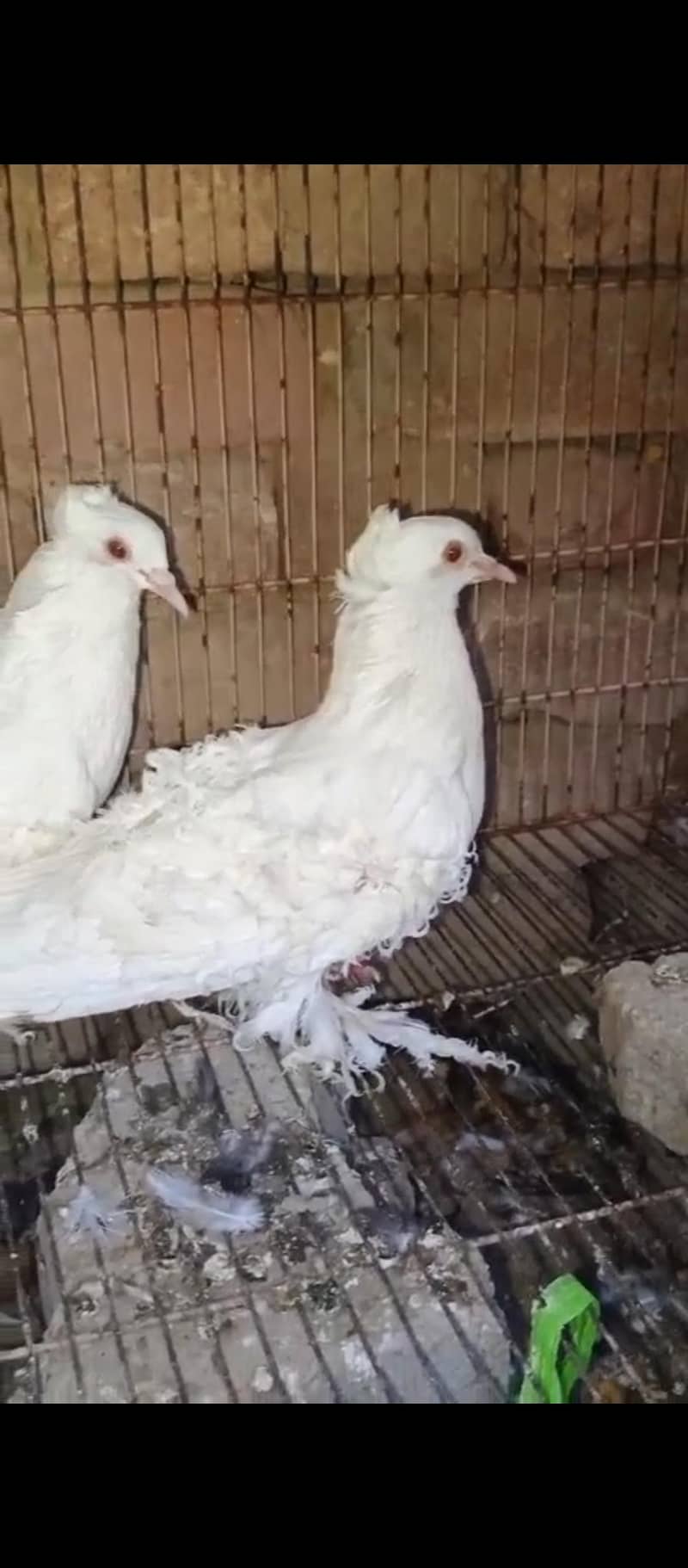 pigeon 4