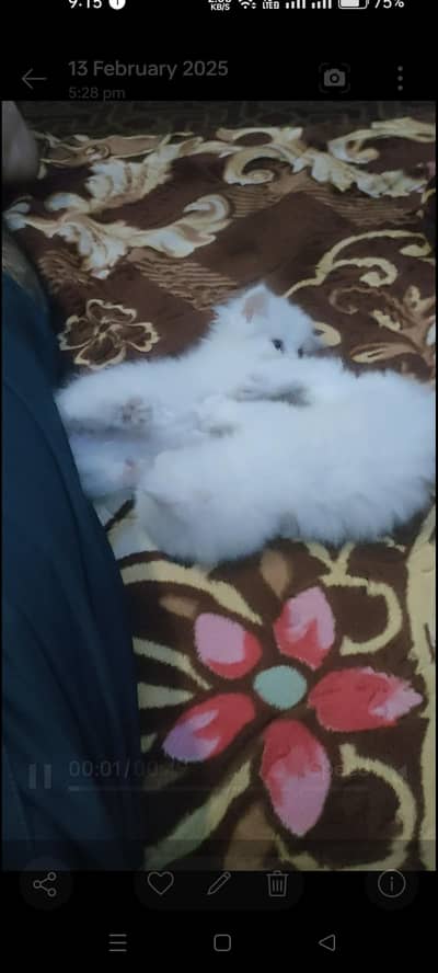 White cats