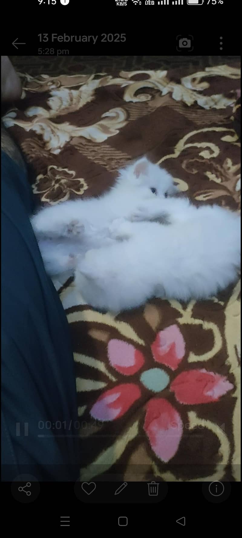 White cats 0