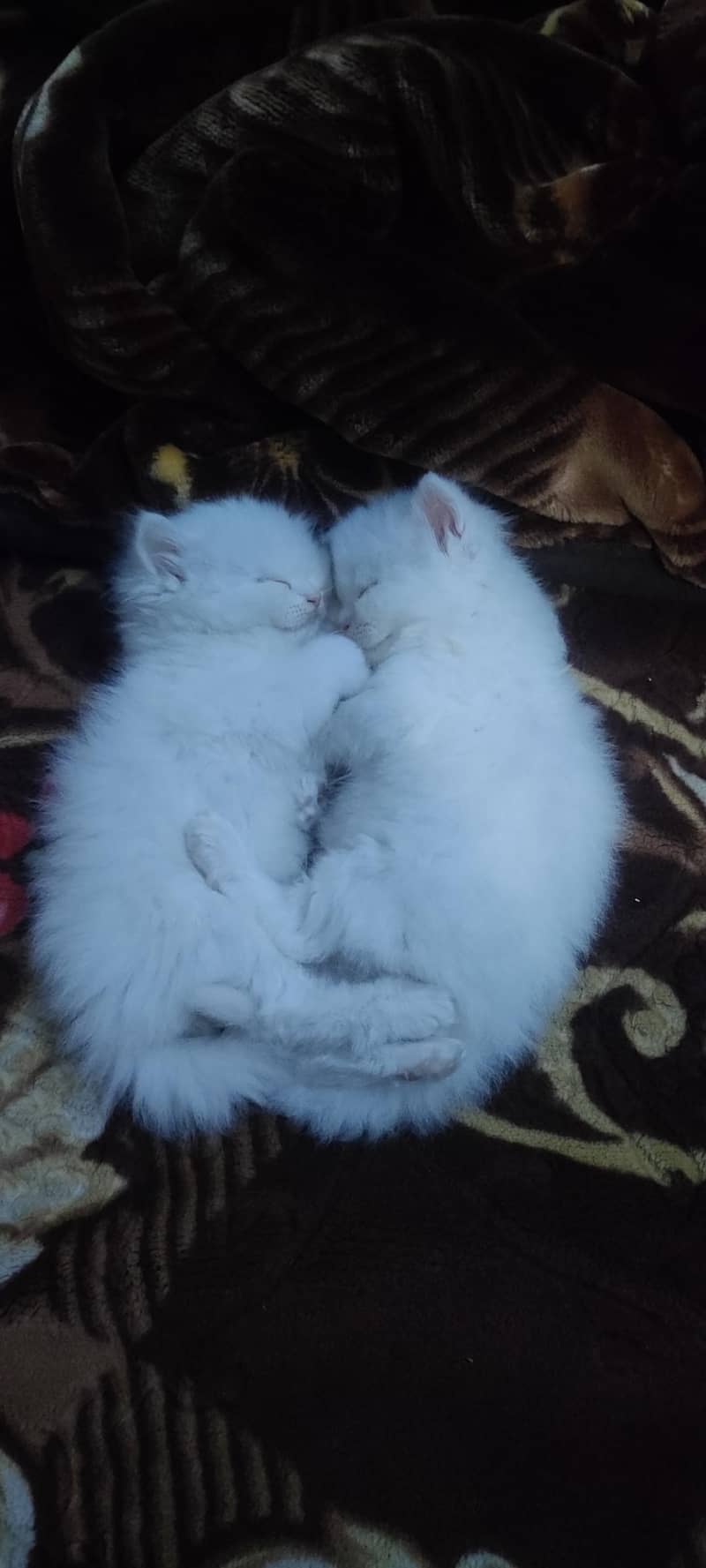 White cats 1