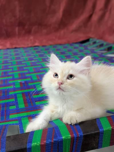 3 Months Old Persian Male Kitten for Sale | Healthy & Playful