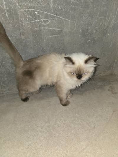 Himalaya Persian cat