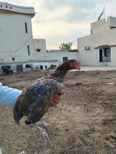 aseel birds burmi