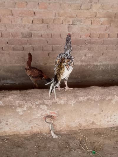 aseel patha or aseel pathi jori hy