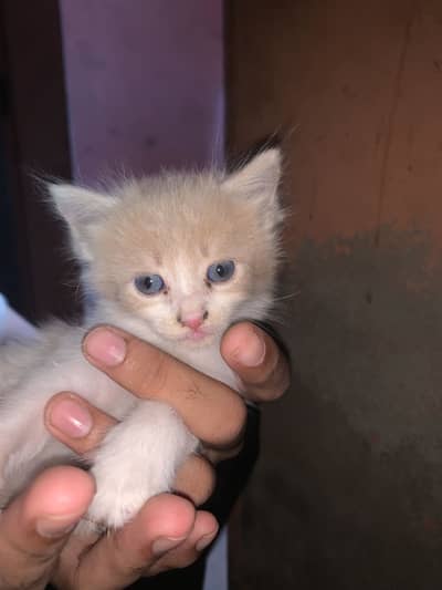 Parsian kitten  for sale