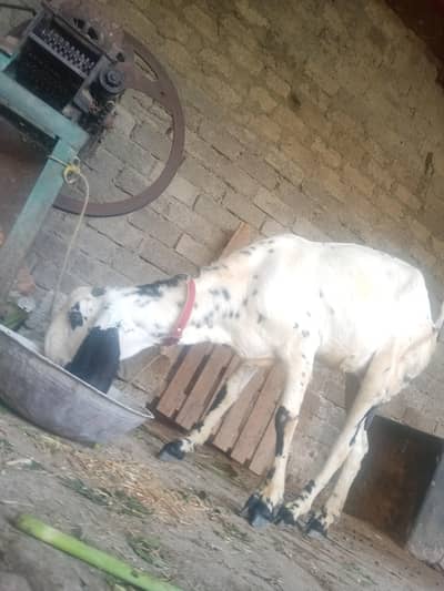very good quality goat and a children with us