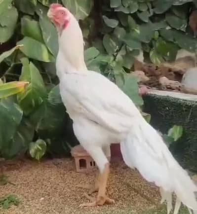 Indian b parrot pair for sale