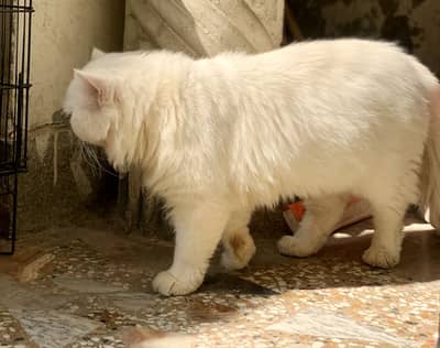 White male persian available