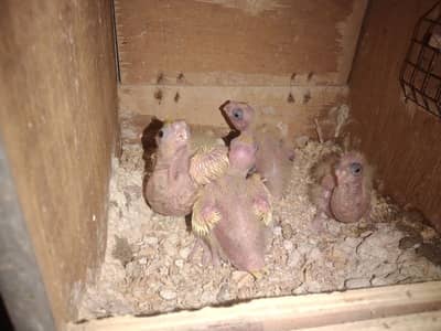 cocktail chiks