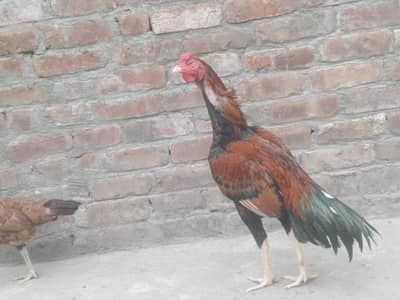 Aseel egg for sale