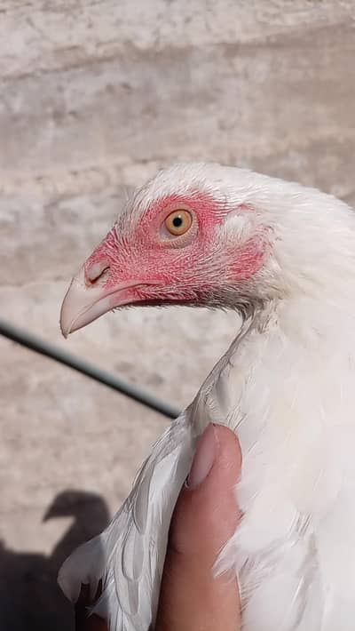 homebreed pathi for sale