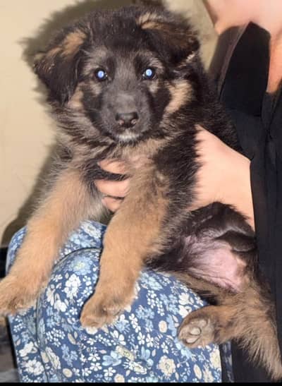 Pink ped female pup