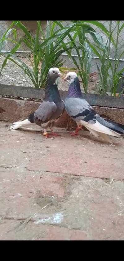 DBAZ PAIR FOR SALE