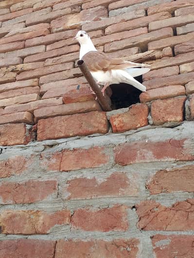 some extra pigeons for sale