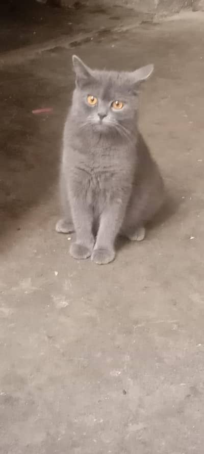 British Shorthair Cat