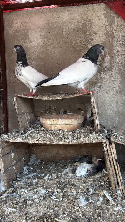 Chandarkhani pair