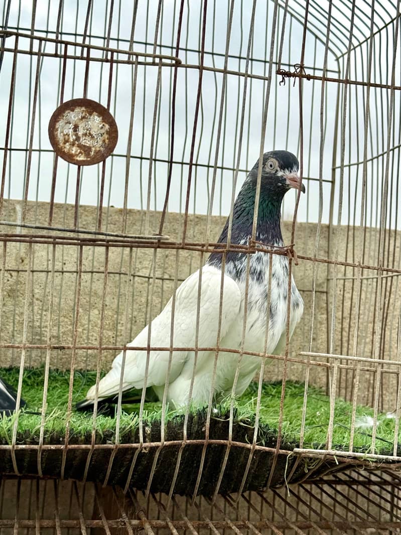 Chandarkhani pair 2