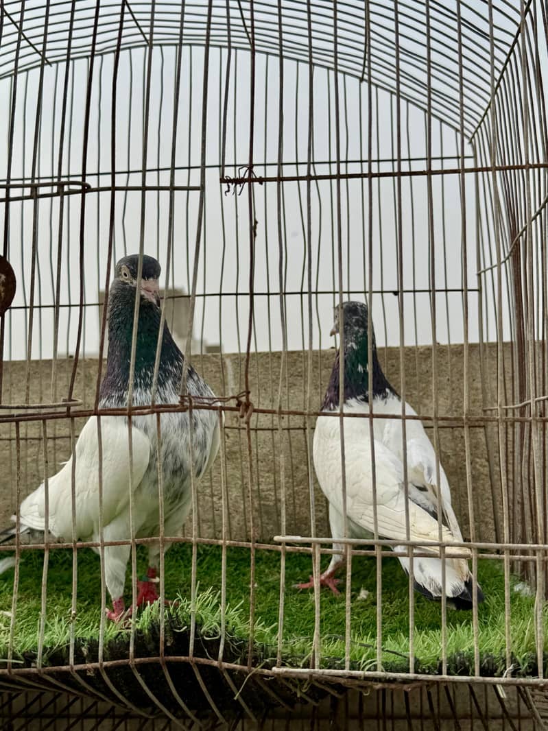 Chandarkhani pair 3