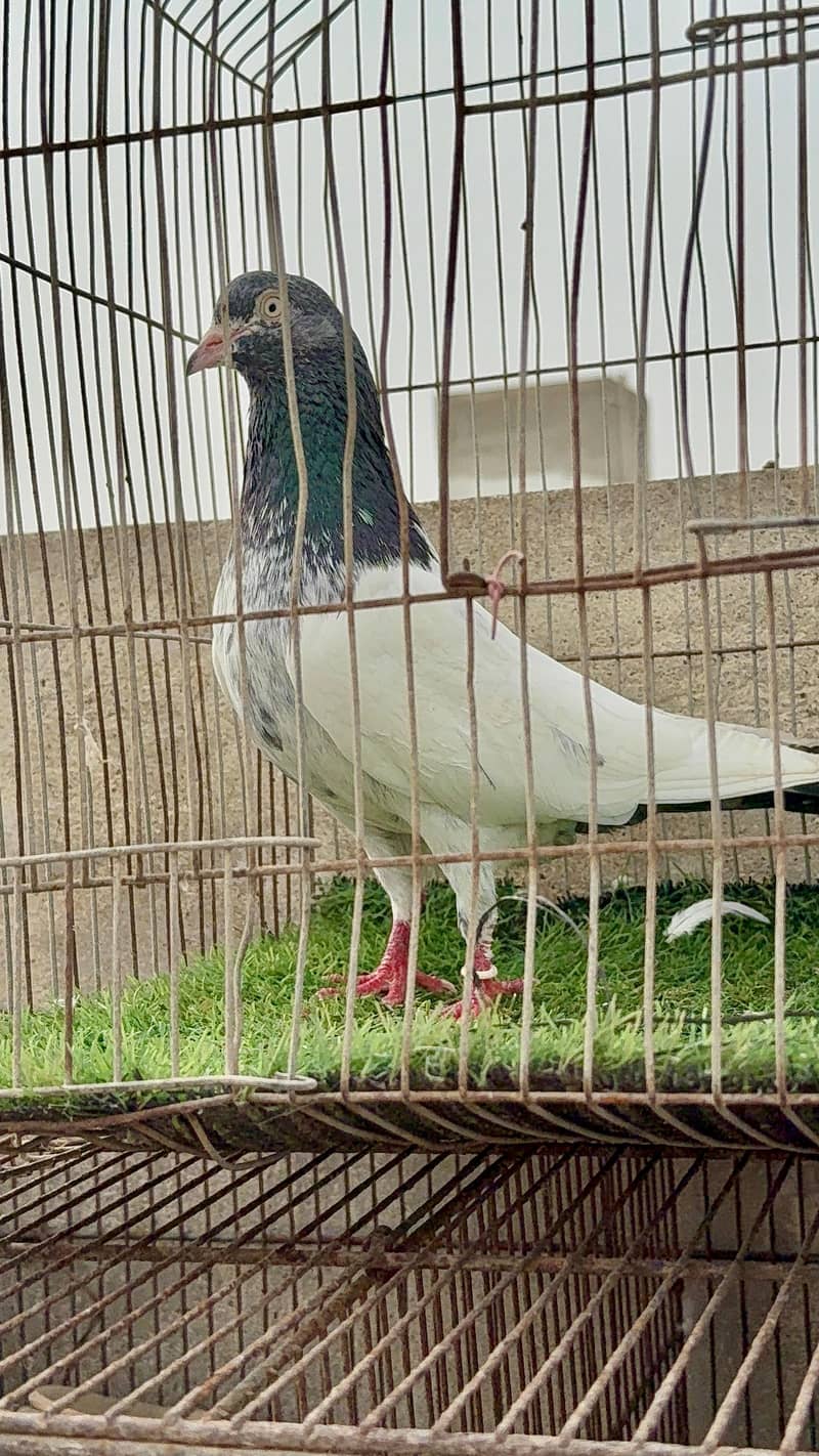 Chandarkhani pair 4