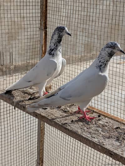 White Pigeon Pair For Sale - Steel Town Karachi