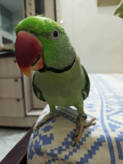 Talking Alexander Raw Green Parrot, Handtamed